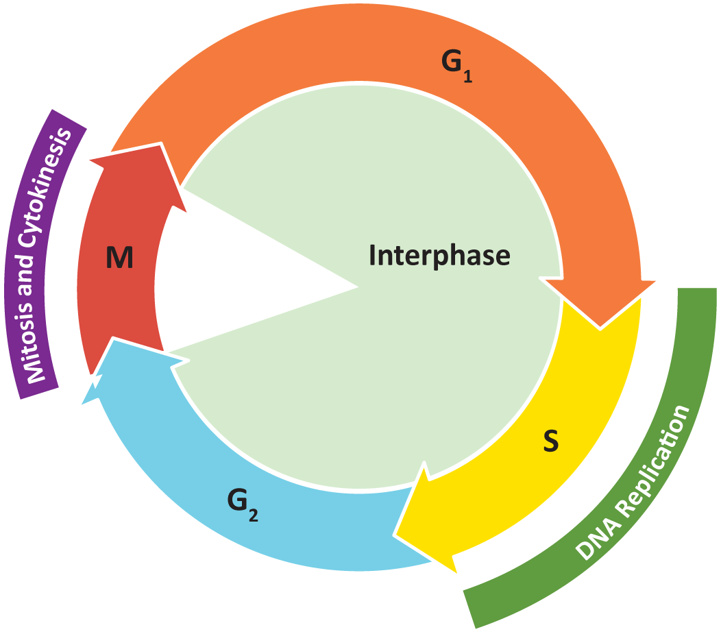 The four stages of the cell cycle