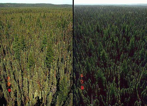 BRDF of black spruce forest: backscattering and forward scattering