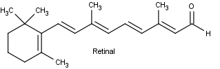Retinal Structure and Photoreceptors
